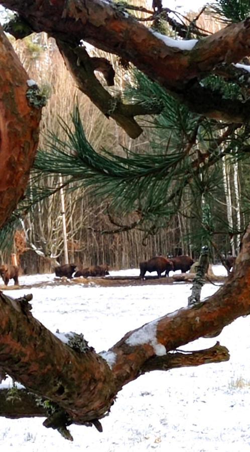 Siedlisko Gruszki Puszcza Bialowieska Narewka Екстер'єр фото