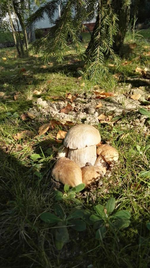 Siedlisko Gruszki Puszcza Bialowieska Narewka Екстер'єр фото